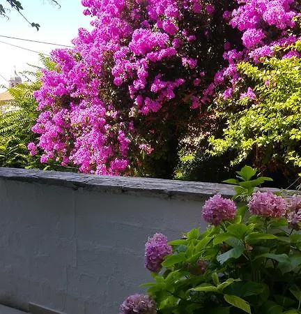 Maskaric ツァヴタット